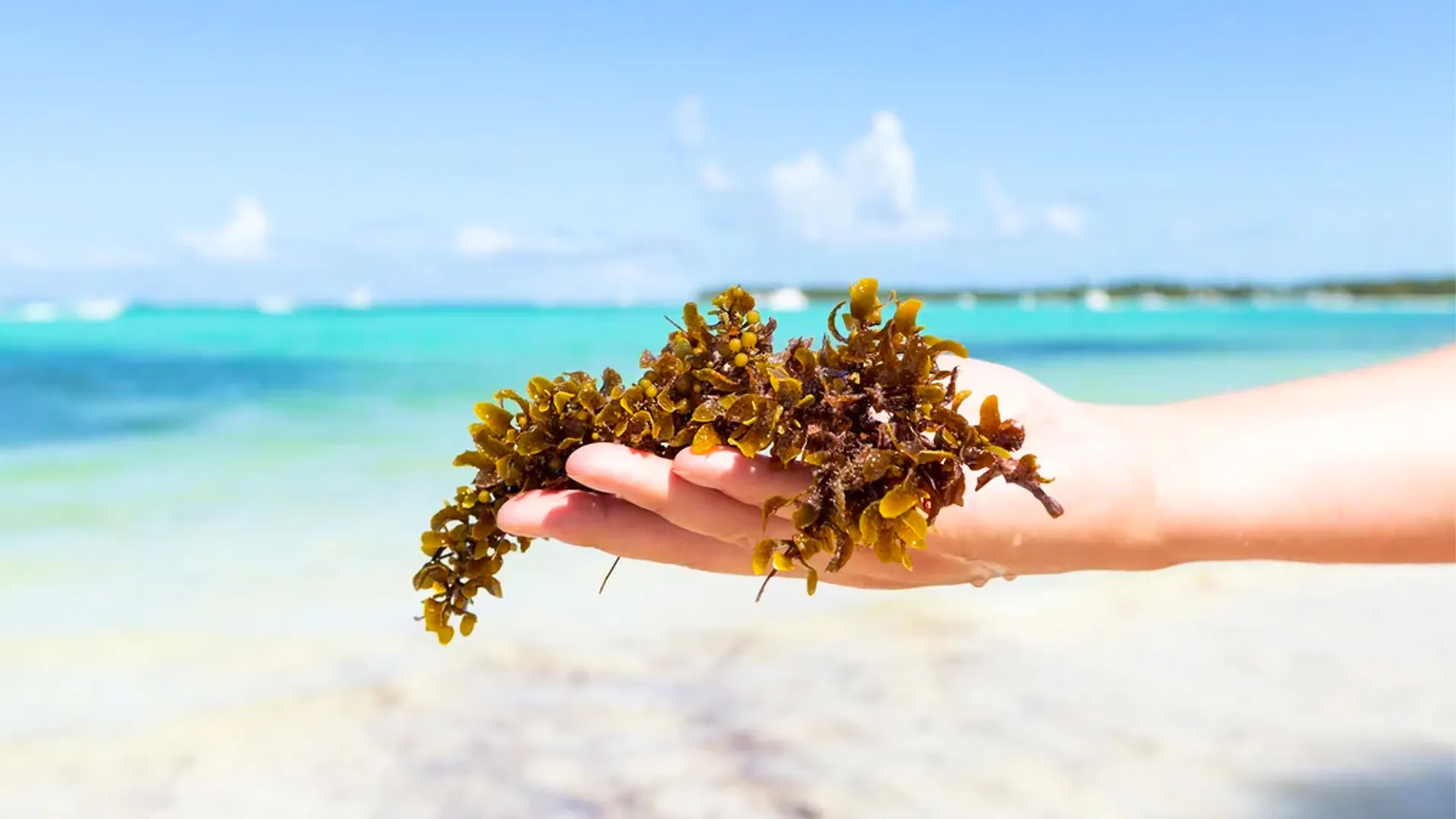 A person's hand holding a cluster of brown sargassum seaweed against a backdrop of white sandy beach, turquoise ocean waves, distant sailboats, and scattered clouds under a bright blue sky in Cancun.