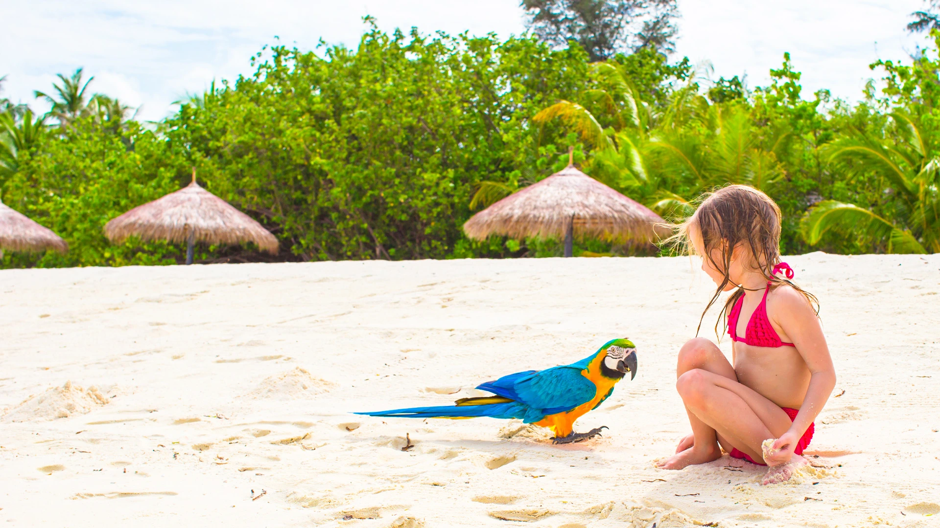 Little girl on a tropical beach playing near a colorful blue-and-yellow parrot with palm trees in the background.