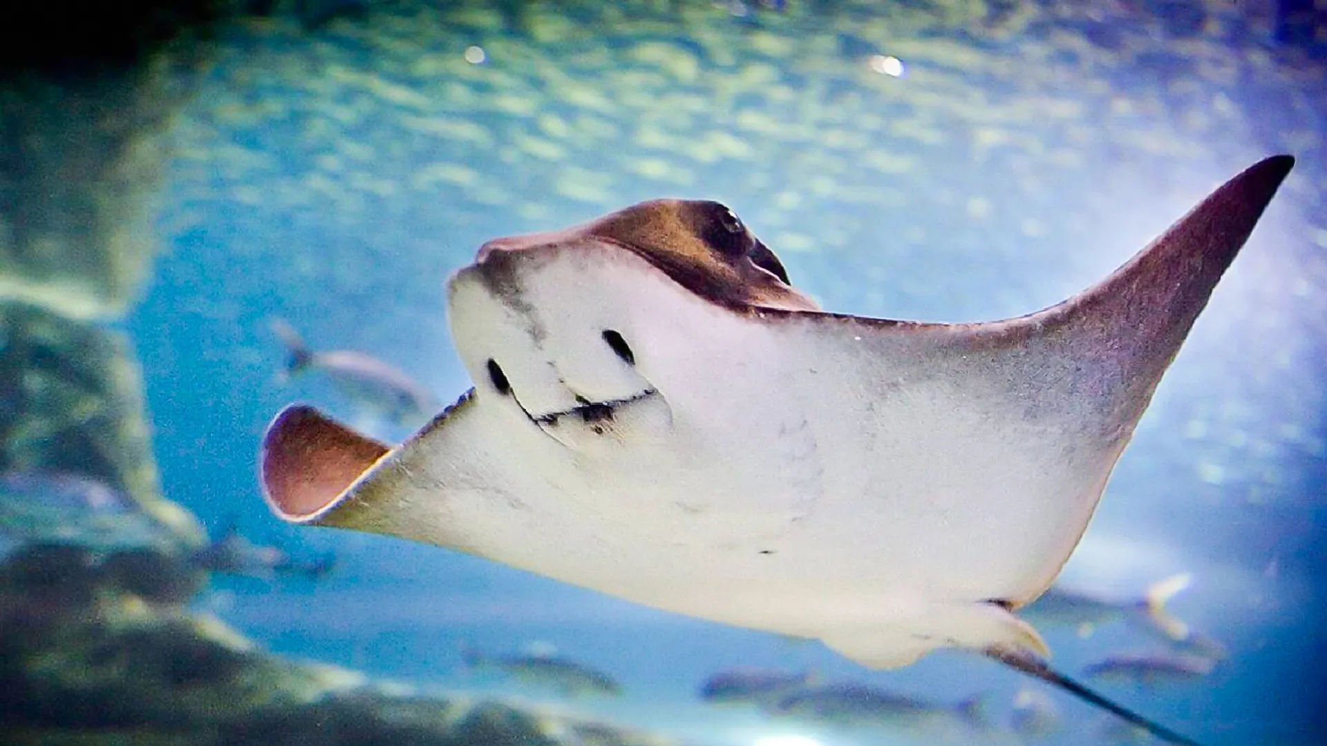 Interactive Aquarium