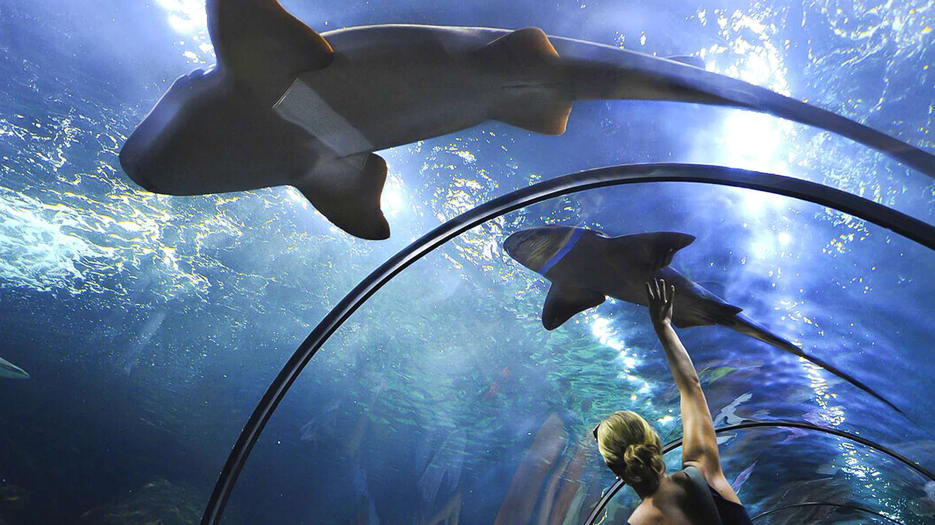Interactive Aquarium
