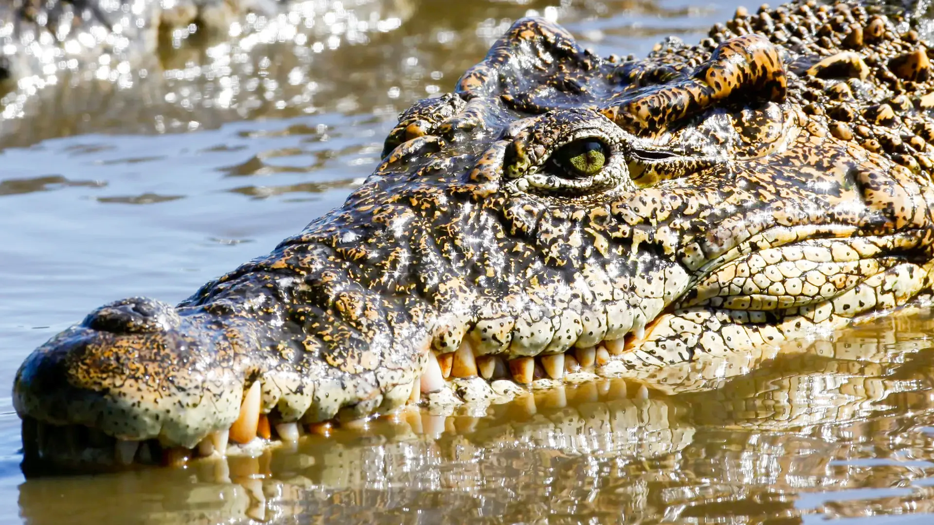 Crocodiles & Safety