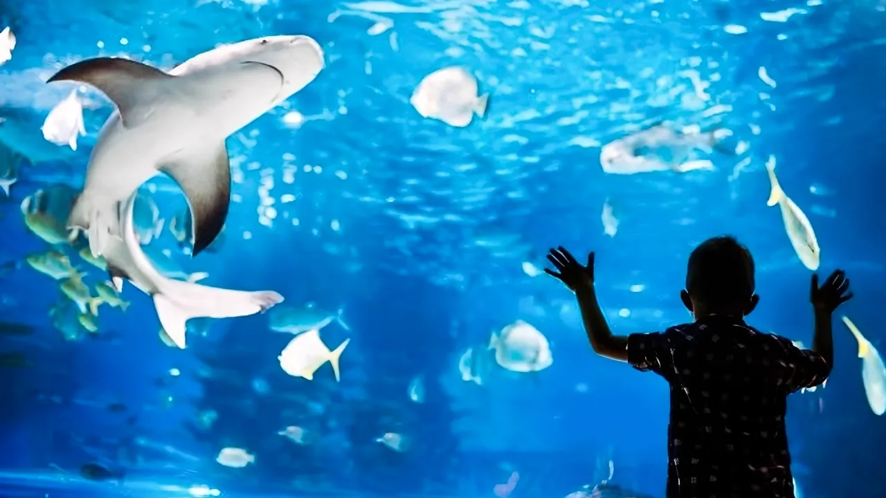 Interactive Aquarium