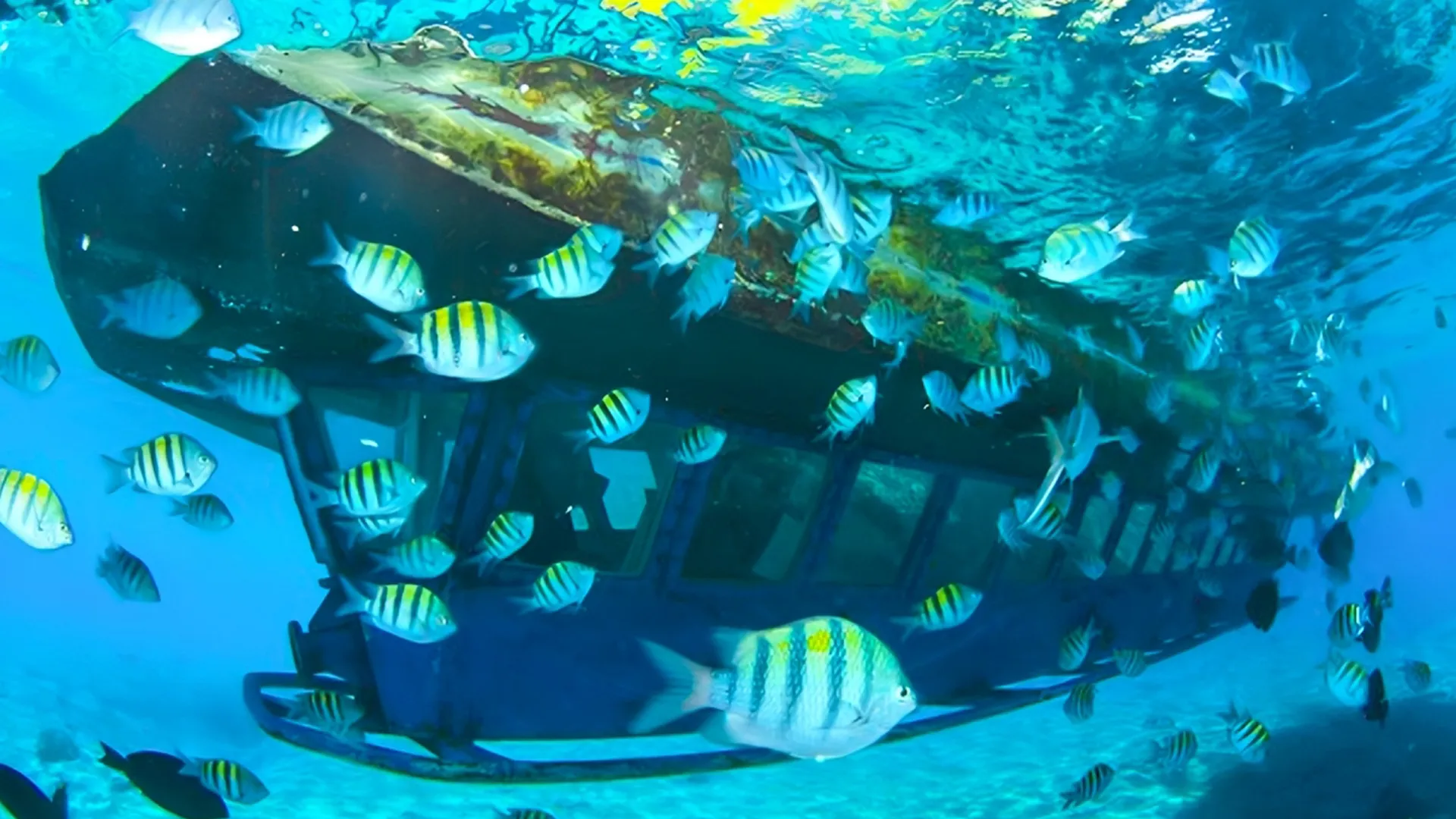 What You’ll See on the Subsee Explorer Tour