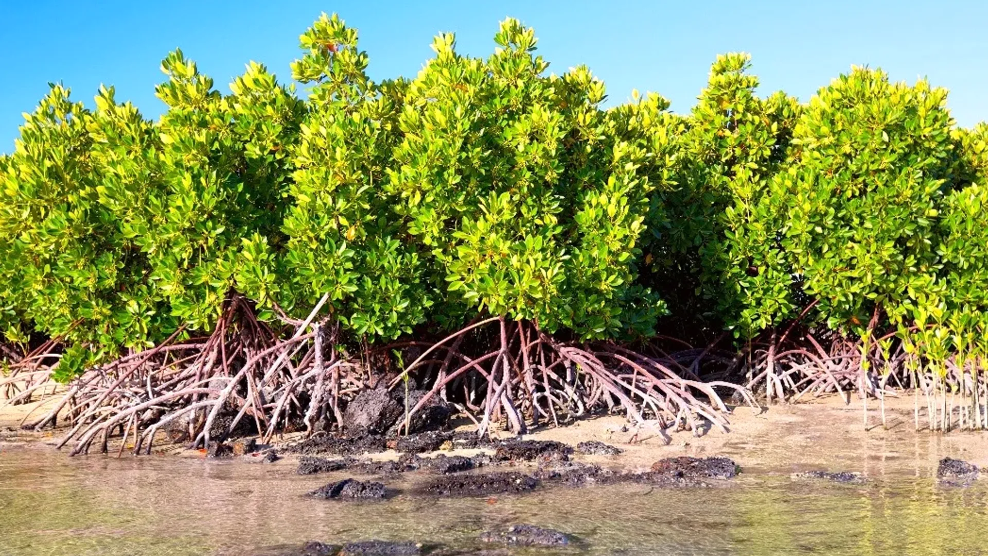 Isla Contoy