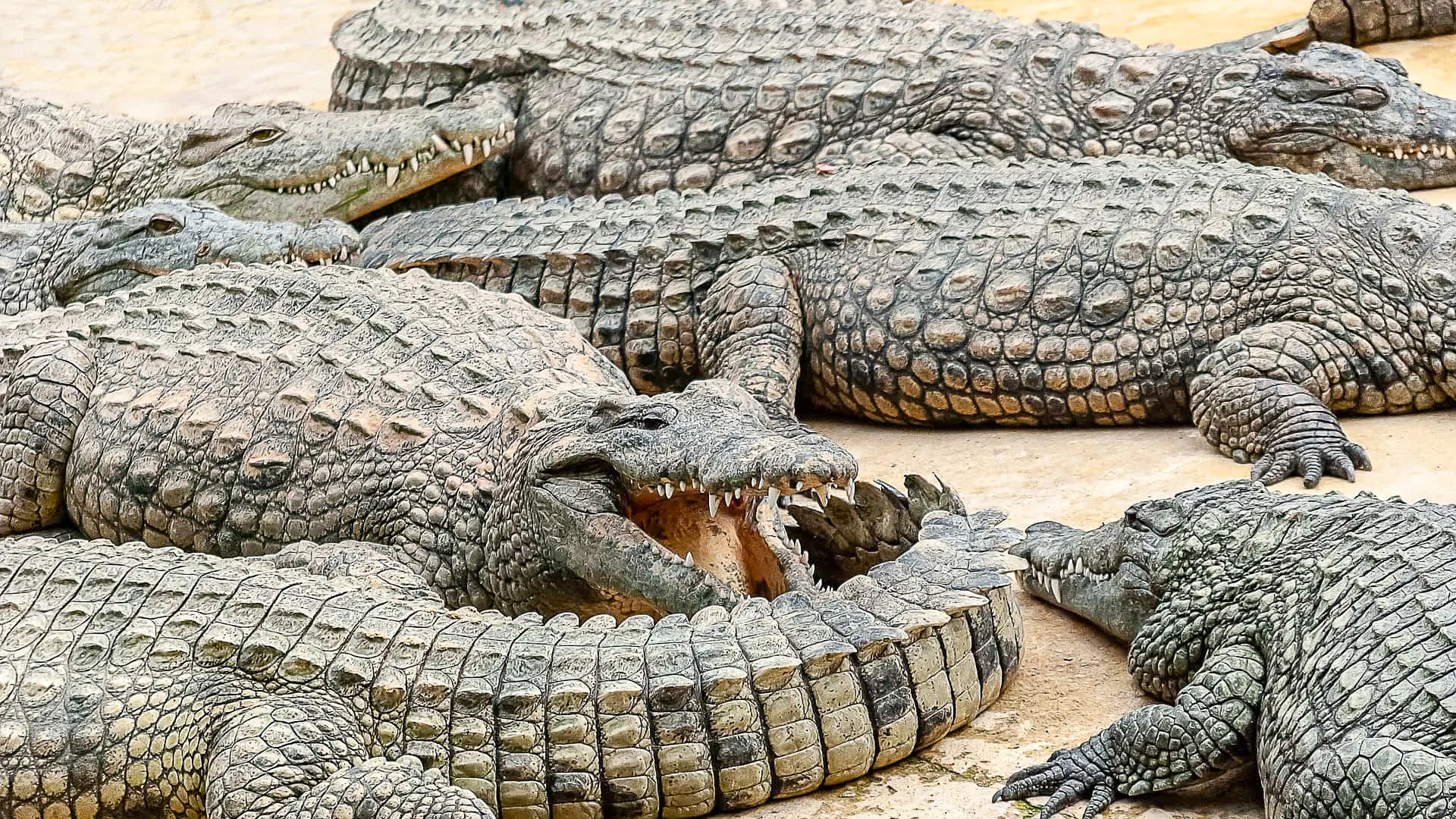  All About Crocodiles: Facts, Myths, and Safety Tips
