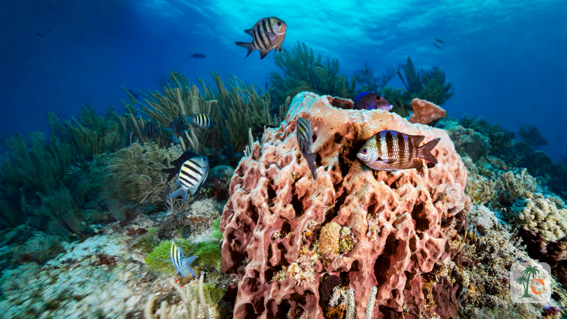 A vibrant underwater scene showcasing colorful fish swimming around a coral reef, with a clear blue ocean background and diverse marine life.